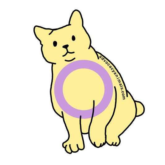 Intersex Pride Cat Sticker