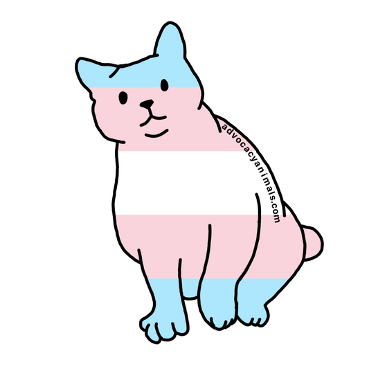 Trans Pride Cat Sticker